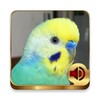 Icono de Budgerigar Ringtones