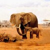 ไอคอน The Elephant