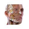 Pictogramă V. Anatomy