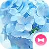 Икона Blue Hydrangea Theme