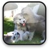 Puppy Video Wallpaper icon