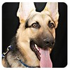 Dog Bark icon