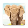 Animal flashcard & sounds icon