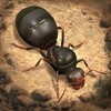 The Ants (GameLoop) icon