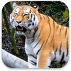 Tiger 3d Live Wallpaper icon