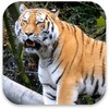 Icon von Tiger 3d Live Wallpaper