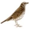 Song Thrush Sound icon