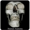 Human Anatomy (Spotting) icon