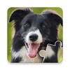 Dogs & Cats Puzzles for kids icon