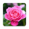 Icono de pink rose wallpaper