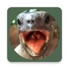 Aaah! Funny Turtle Sounds and Piano icon