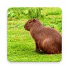 Capybara Wallpapers icon
