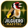 Maestro Jilguero आइकन