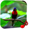 Birds Video Wallpaper Pro icon