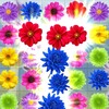 Flower Blossom Crush: Garden Puzzle Mania Match 3 icon