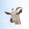The Goat icon