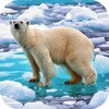 Polar Bear Video Wallpaper icon