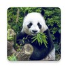 Animals Wallpapers icon