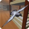 Roofy Bird icon