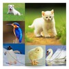 Animals & Birds Quiz icon