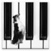 Dog Piano icon
