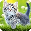 Cat Wallpapers & Cute Kittens icon