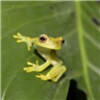 Tree Frogs Live Wallpaper icon