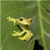 Icona di Tree Frogs Live Wallpaper