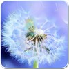 Galaxy S4 Sun And Dandelion Live Wallpaper icon