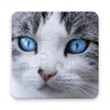 Icona di Cats Jigsaw Puzzle