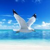 The Seagull icon