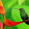 Икона Birds Live Wallpaper