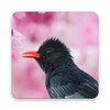 Bird Wallpaper HD icon