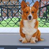 Animal Shelter: Pet Rescue Sim icon