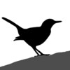 Bird ID Master icon
