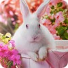 أيقونة Rabbit Wallpaper HD