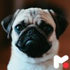 Pug Wallpapers icon