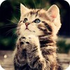 Kitten Wallpaper icon