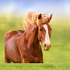 Ikon The Horse