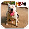 Pitbull Wallpapers icon