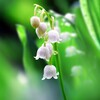 Icono de Lily of The Valley Wallpaper