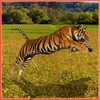 Tiger Hunter icon