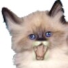 Funny Voice Kitties icon