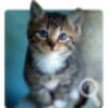 Differences: Cats & Kittens icon