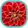 Flowers HD Wallpapers icon