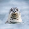 Icono de The Seal