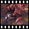 Sakura Garden With Koi 3D Wall icon