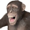 Funny Talking Monkey icon