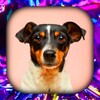 Dog Live Wallpaper icon