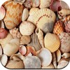 HD Seashell Wallpaper icon